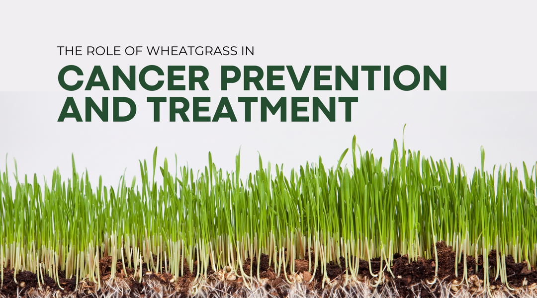 The Role of Wheatgrass in Cancer Prevention and Treatment