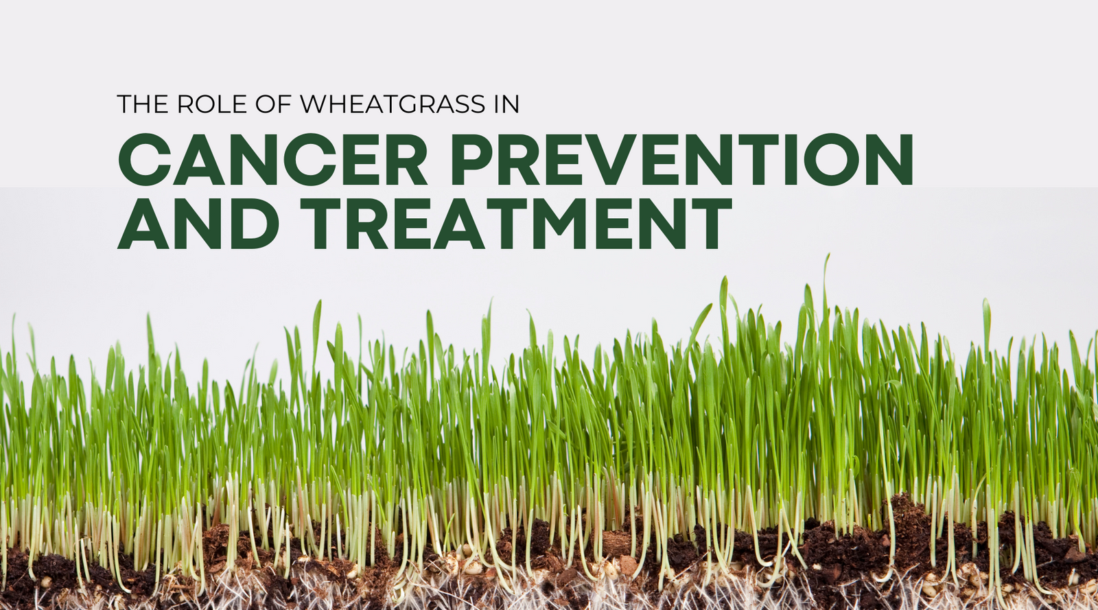 The Role of Wheatgrass in Cancer Prevention and Treatment | Superfood Greens